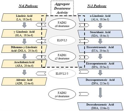 Impact of FADS gene variation and dietary fatty acid exposure on biochemical and anthropomorphic phenotypes in a Hispanic/Latino cohort